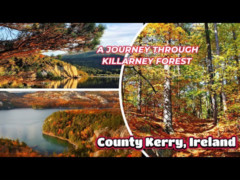 The Hidden Wonders of Killarney Forest | A Journey Through Ireland’s Diverse Ecosystems and History|
