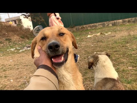 His Memories Were Gone💦—Until We Played Again🥺/ Stray Dog Life