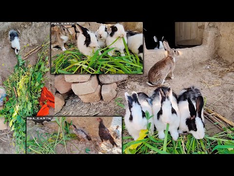 , title : 'Feathered & Furry Vlog Fun! 🐔🐇 | Charming Animal Tales: Rabbit and Chicken Vlogs'