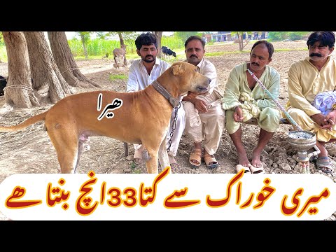 Pakistani bully dog/famus dog/interview Mukhtar Maken shab/بولی کتوں کے شوقین