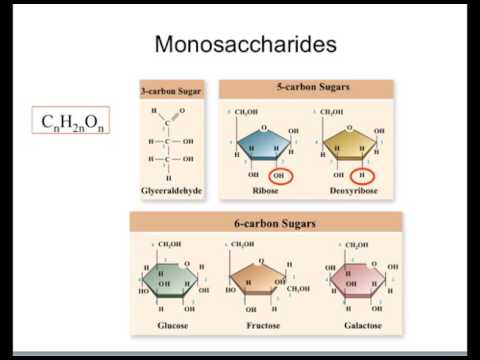 What is the monomer of a carbohydrate polymer?