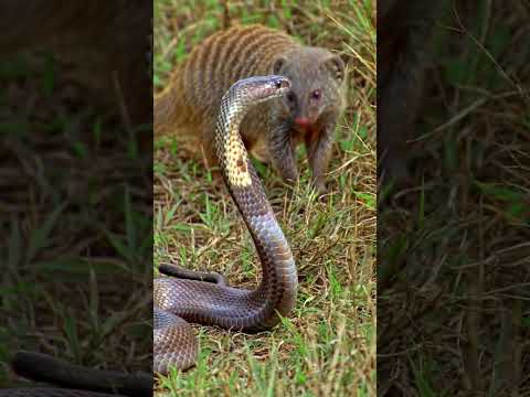 "Mongoose vs Cobra! | Epic Fight for Survival" #animal #snake #wildlifeentertainment
