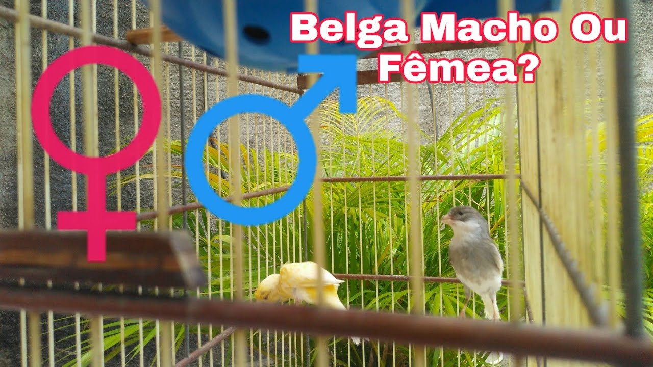 Canário Belga macho ou fêmea como saber