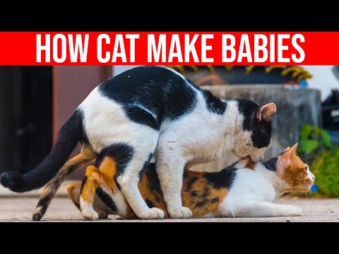 How Cat Make Babies, Cat Mating/ All Cats
