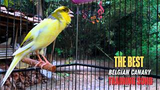 Download lagu Rahasia Melatih Burung Kenari Terungkap 🔥 | Buat Burung Kenari Anda Bernyanyi Seperti Profesional mp3