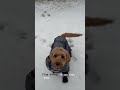 Clap Clap Clap Cockapoo Dog Shorts