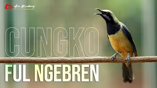 Download lagu MASTERAN CUNGKO GACOR FULL NGEBREN mp3 Download lagu MASTERAN CUNGKO GACOR FULL NGEBREN mp3