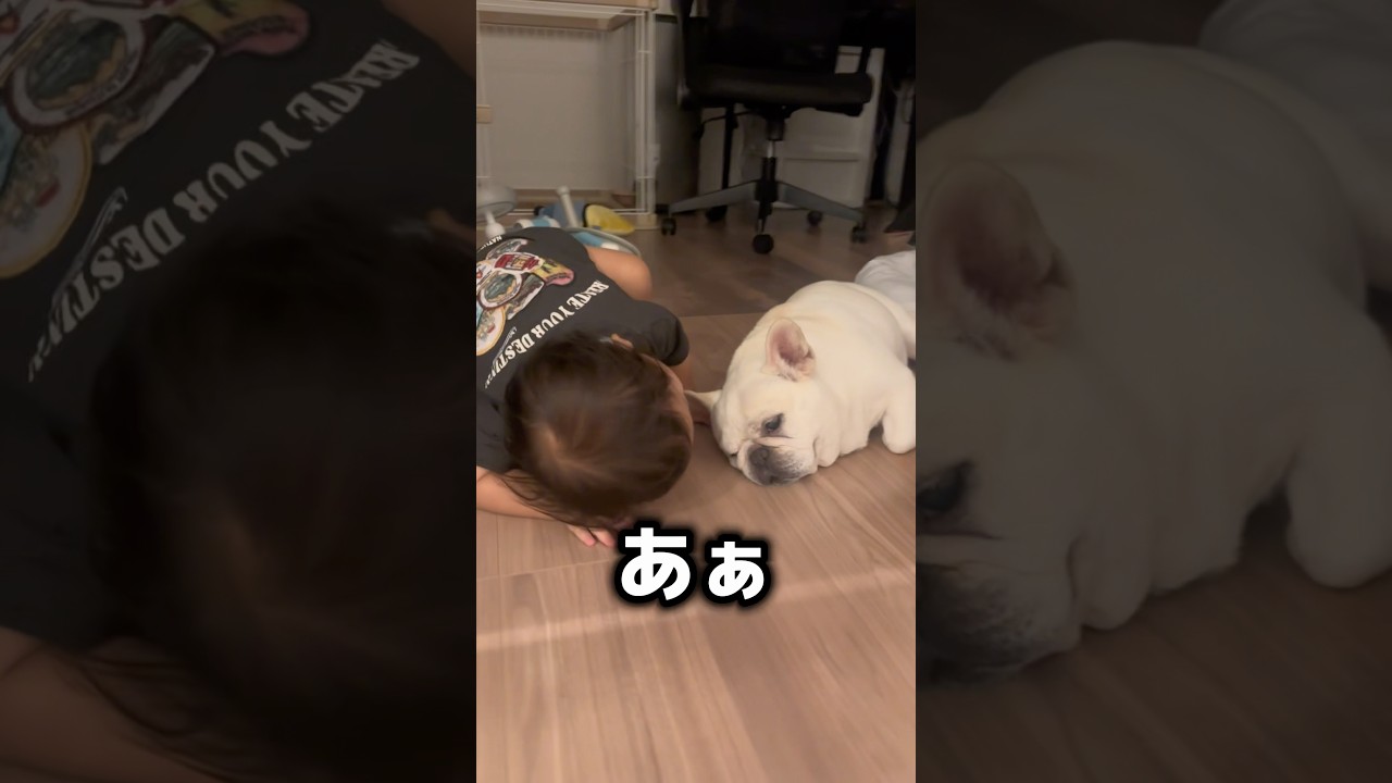 1歳児が愛犬にたくさん怒られて学んだ結果…  #犬 #赤ちゃん #フレンチブルドッグ