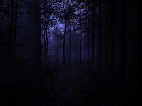 Night sounds in the forest