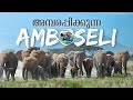 നൂറുകണക്കിന് ആനകൾ Amboseli National Park Paradise Of Elephants 4K