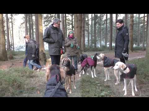 Saluki-Heidespaziergang mit Heike und Jürgen