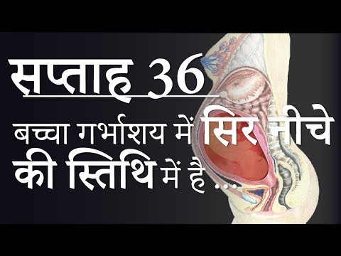Pregnancy | Hindi | Week by Week - Week 36 | Pregnancy - Week 36 - Month 9