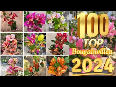 100 Top Beautiful Bougainvillea Varieties 2024 With Names And ID / Bougainvillea Plant