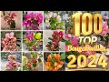 100 Top Beautiful Bougainvillea Varieties 2024 With Names And ID Bougainvillea Plant