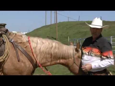 How to Stop a Horse From Walking Off When You Mount