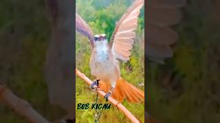 Download lagu Mantap Trucuk Lain Langsung Ikutan Gacor Emosi mp3 Download lagu Mantap Trucuk Lain Langsung Ikutan Gacor Emosi mp3