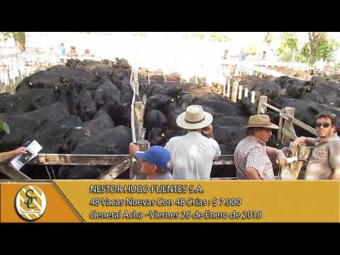 26-01-18 Venta de Vientre - Nestor Hugo Fuentes S.A. - General Acha