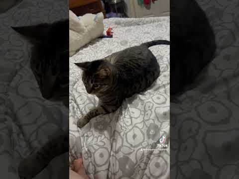 Isis and her tail! Part 1 #cat #catlover