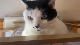 実はこの猫タワマン最上階住みでした…