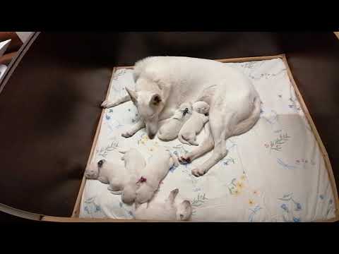 WhatsApp Video 2020 12 18 at 09 11 38 1