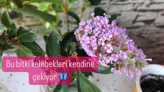 Kelebek çalısı nasıl çoğaltılır Buddleja davidii flovers