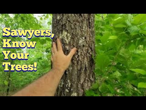 Basic tree identification in Tennessee, every sawyer should be able to identify Episode #1