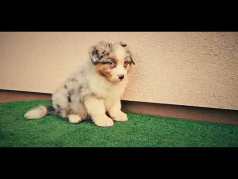 Australian Shepherd puppy for sale