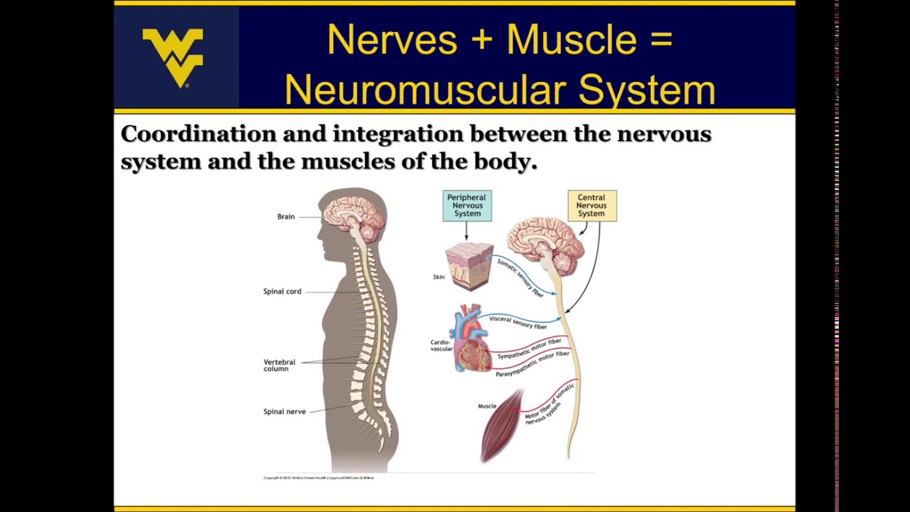 Play Skeletal Muscle: How does skeletal muscle contract to produce force?