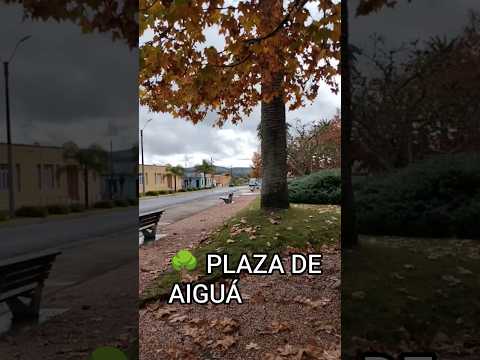 🌳 Plaza de Aiguá | El corazón de la ciudad