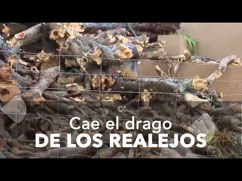 Cae el drago de Los Realejos, símbolo de identidad del municipio