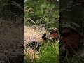 The Science of How Elite Snipers Operate — Sniper Ops in Action ⚔️🎯