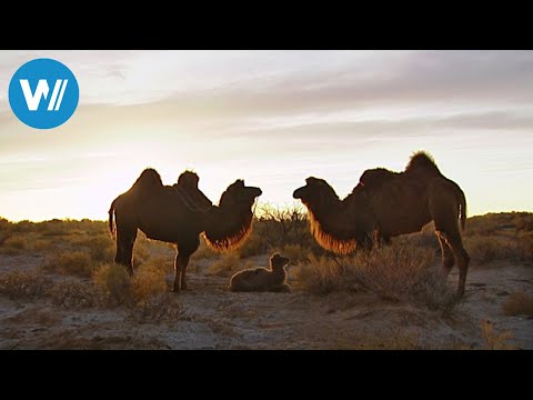 Vagabunden der Wüste Gobi (360° - GEO Reportage)