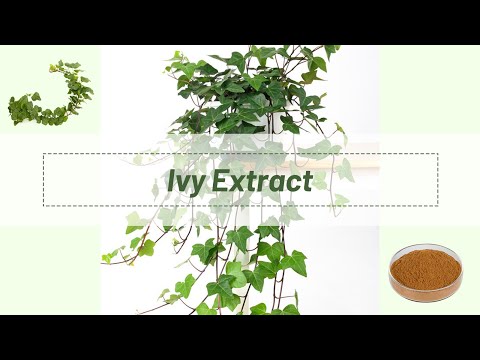 English Ivy Extract Powder