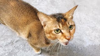 meAAAAAaaaaaaaaaaaao