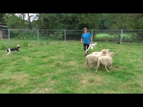 Winged Soul of Silent Storm- first time sheep