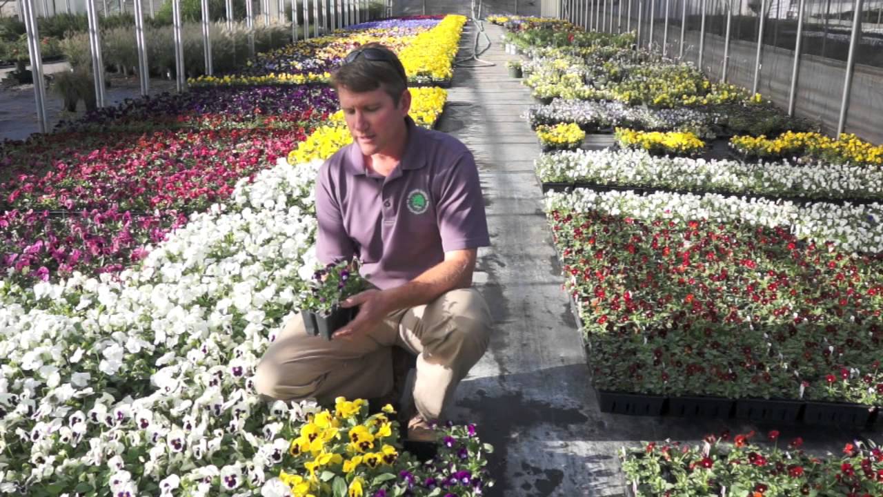 Pansies vs. Violas - YouTube
