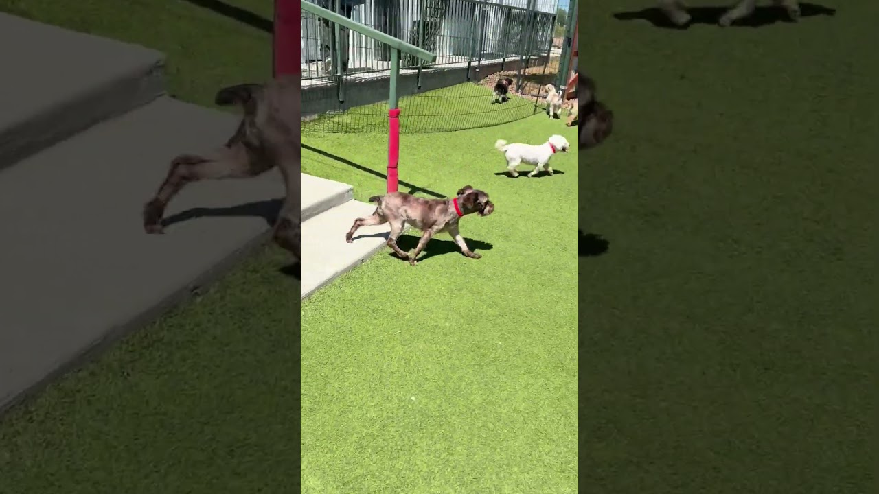 Enlarge Moon (AG26-111), a Adoptable Miniature Schnauzer in Peyton, CO video 6/6