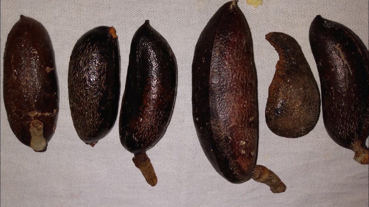 Hoje mostrei a árvore o fruto e oito benefícios que tem o jatobá!!!