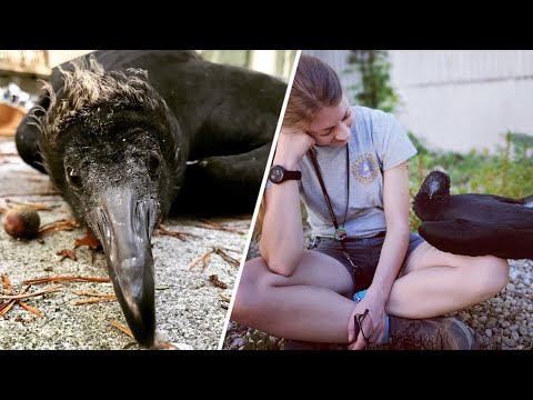 These People Earned the Trust of a Vulture - Heartwarming!