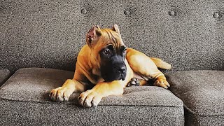 We have great news on Blondie!