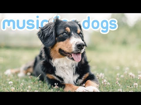 The ULTIMATE Relaxing Playlist for Dogs! Calm Your Dog & Reduce Anxiety!