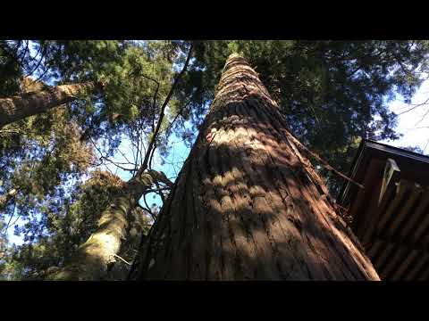 【檜原村】御霊檜原神社