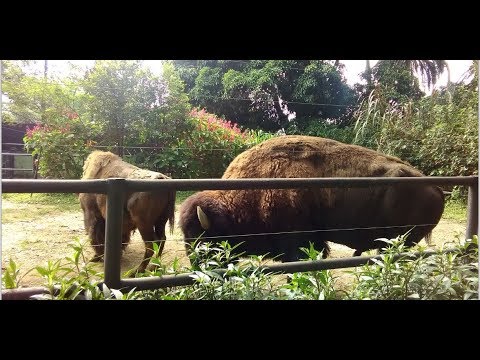 Santa Fe Zoo - Medellin Colombia