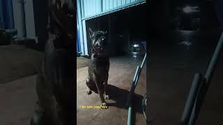 come here John #chicken