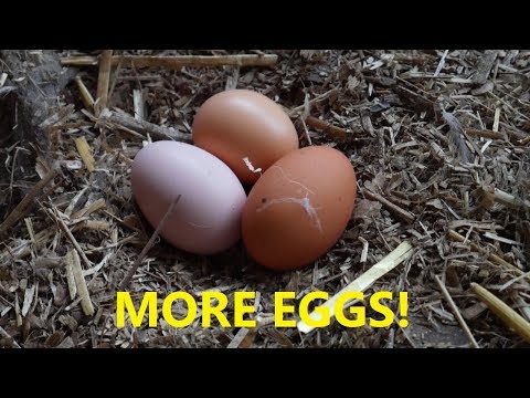 More Light, More Eggs! Video