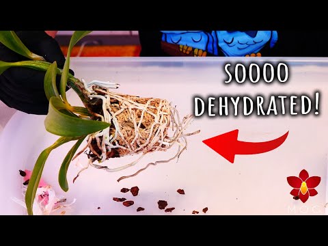 The Cattleya Orchid seedlings are getting dehydrated! Time for a repot!