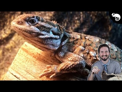 Before You Get A Reptile, You Need To Know About UVB!