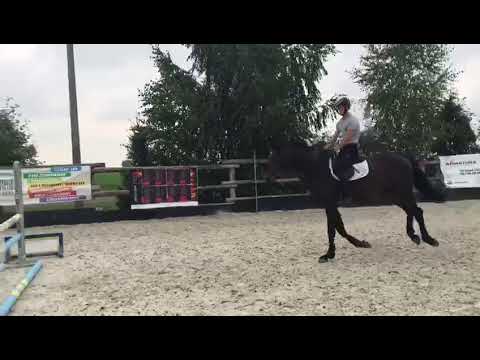 AdagioOriginalCor first jumping by Adagio de Talma from Cardino (Carthago) - Corrado I