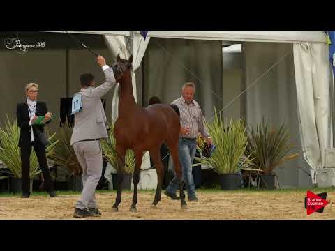 N.17 SQ AGEEB - Bergamo 2018 - Yearling Colts (Class 2A)