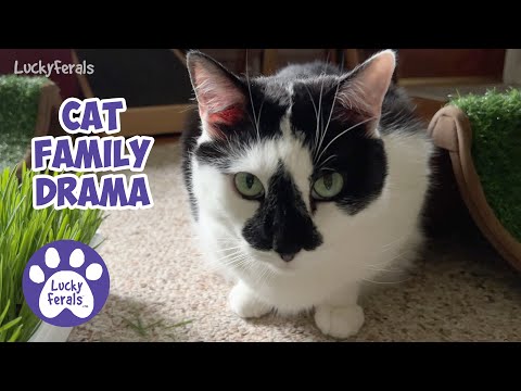 Tabby Cat Has A Friend, Simba's Tummy Troubles, Wild Parrots In NJ S5 E33 Cat Video Compilation Vlog